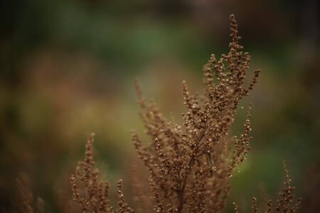 Old brown dry grass or flowers grow in the autumn field, cloudy day.の写真素材