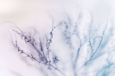 Dry grass in the winter garden covered by snowの写真素材
