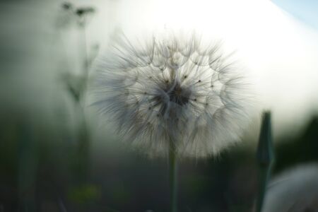 Big white fluffy dandelion flower grow in the garden.