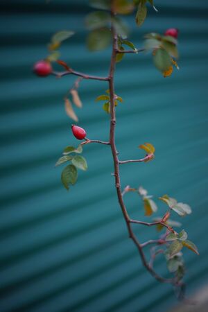 Rosehip bush with red berries closeup. Selective focus.
