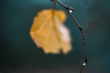Thin birch branch with raindrops. Gold leaf with blurred turquoise backgroundの写真素材