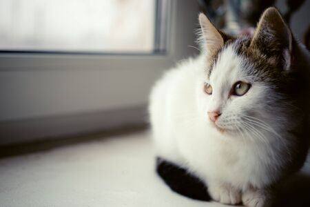 White kitten resting on the windowsill and looking out the windowの写真素材