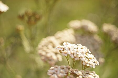 Yarrow with white flowers grow in the sunny garden closeupの写真素材