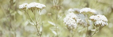 Yarrow with white flowers grow in the sunny garden, blurredの写真素材