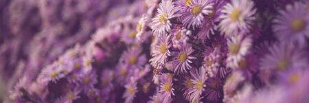 Purple chrysanthemum flowers bush closeup, natural floral background