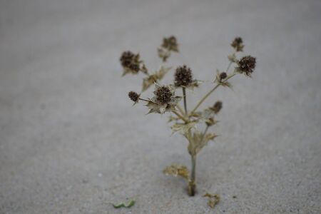Dry grass with thorns growing on a sandy beachの写真素材