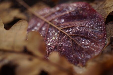 Raindrops on a red leaf closeup in autumn forestの写真素材