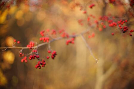 Red hawthorn berries grow on the shrub. Selective soft focus in autumn forestの写真素材