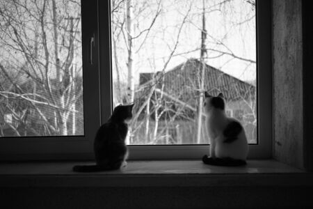 Two kittens are sitting on the windowsill, cats look out the window, pets rest indoorの写真素材