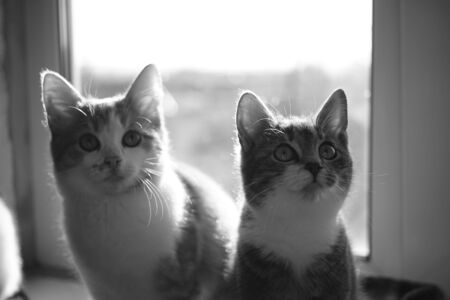 Two cute kittens sitting on the sunny windowsill, bw photo