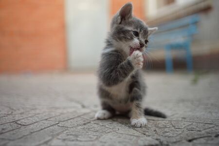 A kitten cleans a paw, a cat sits on a stone floor in a summer yard, washing petsの写真素材