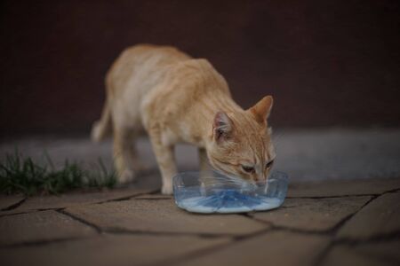 Red homeless cat eating milk from a plastic bowl on a stone floorの写真素材