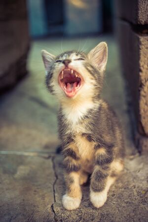 Yawning widely pale gray tricolor kitten sitting on the stone floor, meowing kitten portrait. Funny pets. Cute domestic animals. Cat yawnsの写真素材