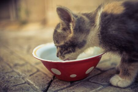 Kitten eating milk from a red ceramic saucer on a stone floorの写真素材