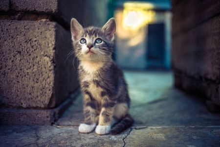pale grey tricolor kitten sitting in the on the stone floor outdoor.の写真素材