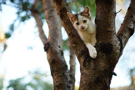 Cute white kitten play on a tree. Portrait of an domestic catの写真素材