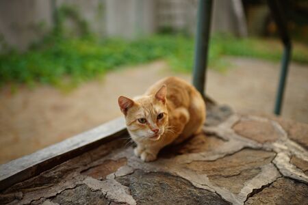 Cute cat resting on a stone threshold, green plants and a yard on a blurred backgroundの写真素材