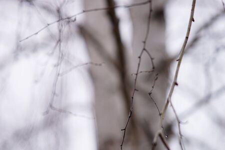 Thin bare birch tree branches in raindrops, against the backdrop of a grey foggy skyの写真素材