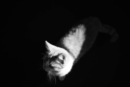 Kitten in dark room. Portrait of a cat at night with moonlight. Black and white photoの写真素材