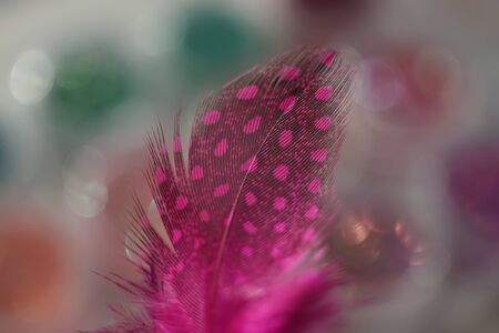 Pink feather for nail art, materials for nail design and creativityの写真素材