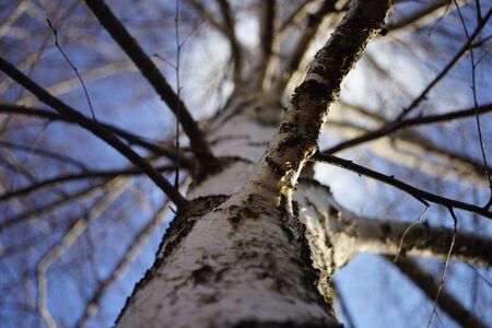 Birch tree trunk closeup, view up to the blue skyの写真素材