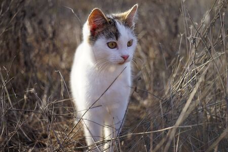 Cute white kitten walk in the dry grass. Lovely young cat hunt in the sunny garden.