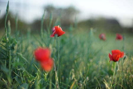 Lovely field of red poppies in bright evening lightの写真素材