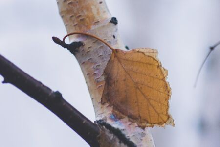 Brown autumn leaf on birch tree branchの写真素材