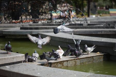 Bird pigeons on a marble fountain in a summer parkの写真素材