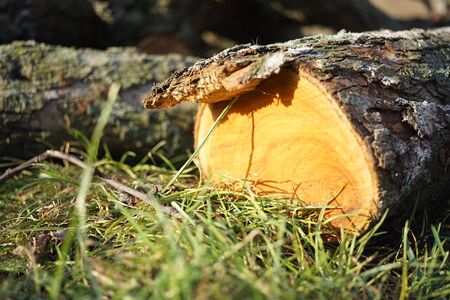 A sawn trunk or branch of an old tree lies on the grass.の写真素材