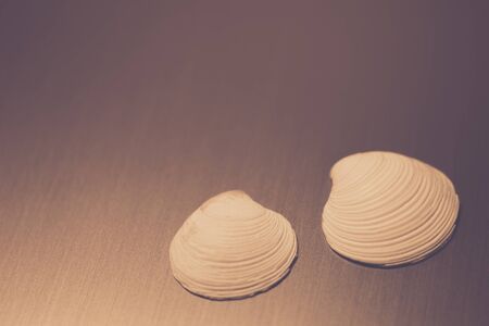 Two sea shells lie on a gray metal surface