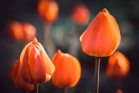 orange tulips growing in a sunny spring gardenの写真素材