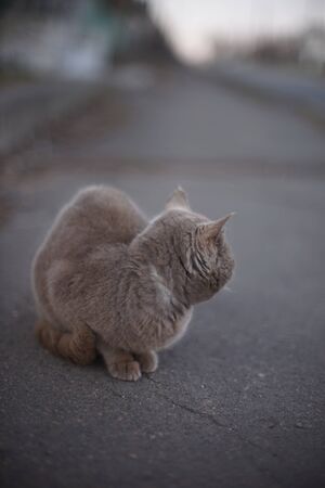 Homeless british cat is sitting on the road.の写真素材