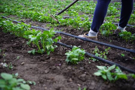 Bushes of potato seedlings in the garden. Watering hose between rows of vegetables. Gardener working...