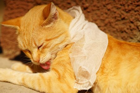 Sick ginger cat with bandaged throat in the sunny garden. Pet diseases. Care and treatment of animals. Kitty lick itselfの写真素材