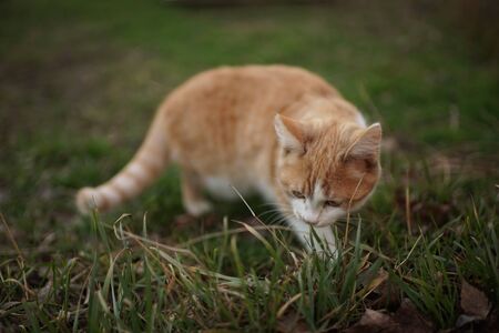 Ginger kitten eats fresh grass in the gardenの写真素材