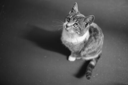 Lovely cat sitting portrait black and white