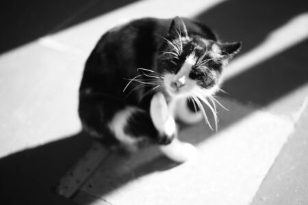 Cat paw scratches behind the ear, intdoor closeup portrait. Fleas and ticks in domestic animals.の写真素材