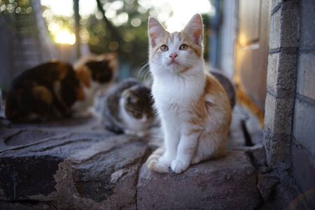 Young fluffy kitten relaxes in the doorstep at sunset.の写真素材