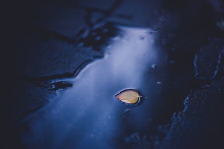 Dark blue puddle with yellow leaf in waterの写真素材