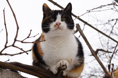 Big cat sitting on the fence in winter.の写真素材