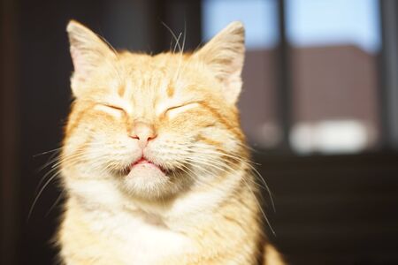Cute ginger cat face with closed eyes. Pet portrait in sunlightの写真素材