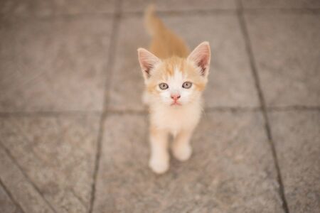 Ginger kitten portrait. Cute domestic animals. Lovely young cat.