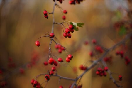 Red hawthorn berries grow on the shrub. Selective soft focus in autumn forest