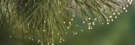 Pine branch with green needles in raindropsの写真素材