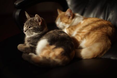 Two cute kittens rest in a black leather office chair.