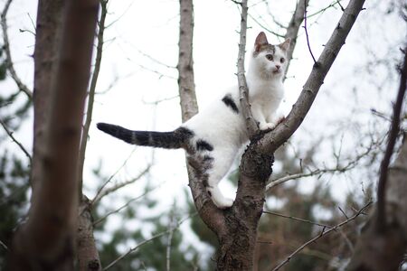 Cute white kitten walk on a tree. Portrait of an domestic cat in nature