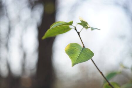 Green leaves on a branch in the forest against the sky and trees in blur.の写真素材