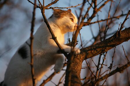 White cat climbs on tree branches at sunset.の写真素材