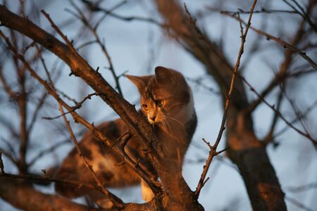 Cute grey kitten walk on tree branches at sunset.の写真素材